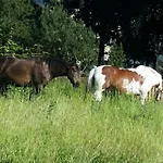 In Mit Kleinem Garten By Interhome Dreveskirchen